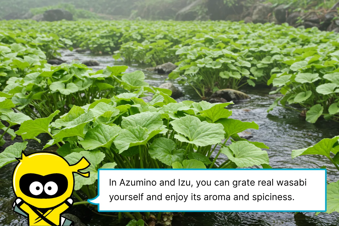 In Azumino and Izu, you can grate real wasabi yourself and enjoy its aroma and spiciness.